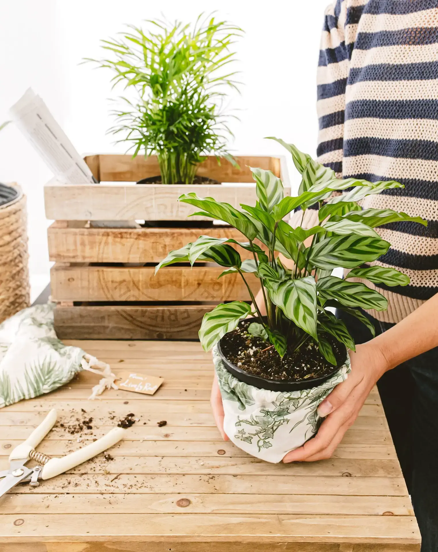 Gift for New Office Opening: Plant Subscription Idea