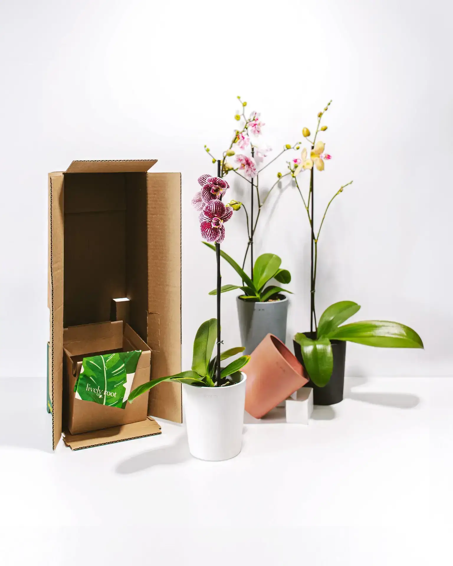 Gift for New Office: Orchid Plant Subscription Delight