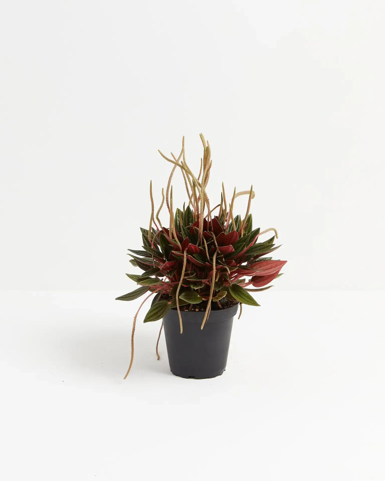 Office Plant Gifts to Transform Employees Workspace - Peperomia Rosso